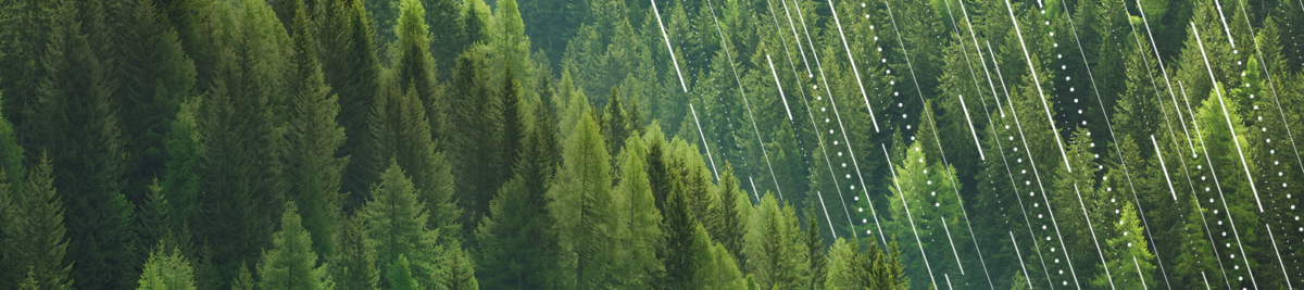 Image of trees in a forest